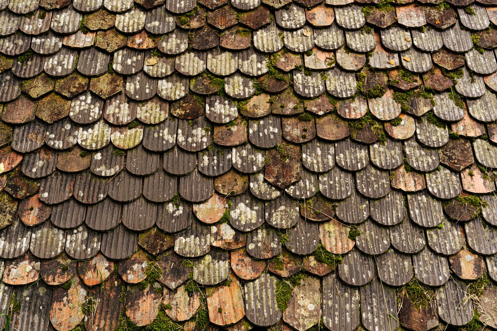Couverture ancienne en bardeaux couverte de mousse